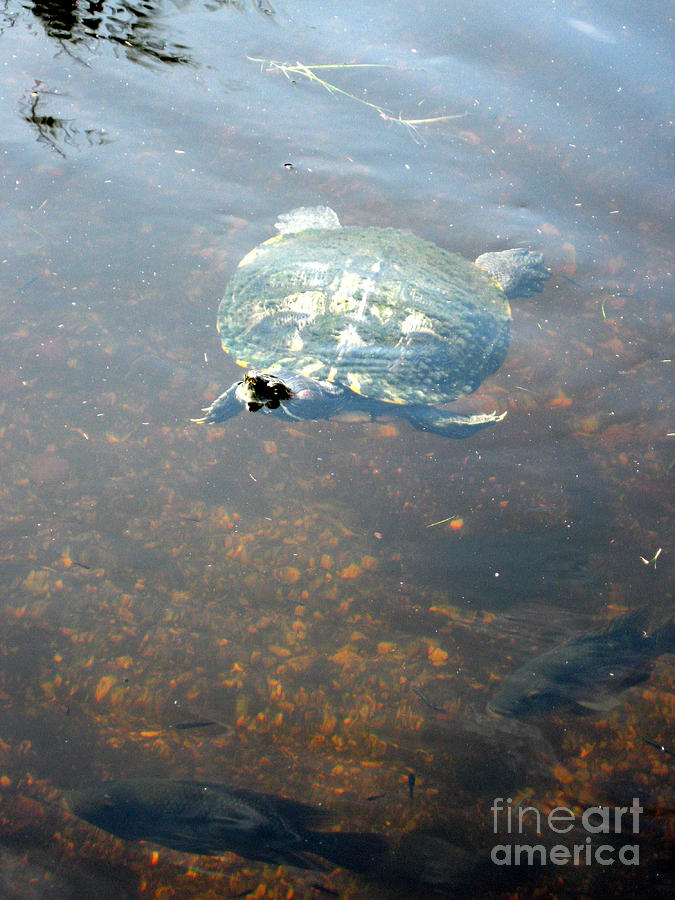 Turtle #2 Photograph by Oksana Semenchenko