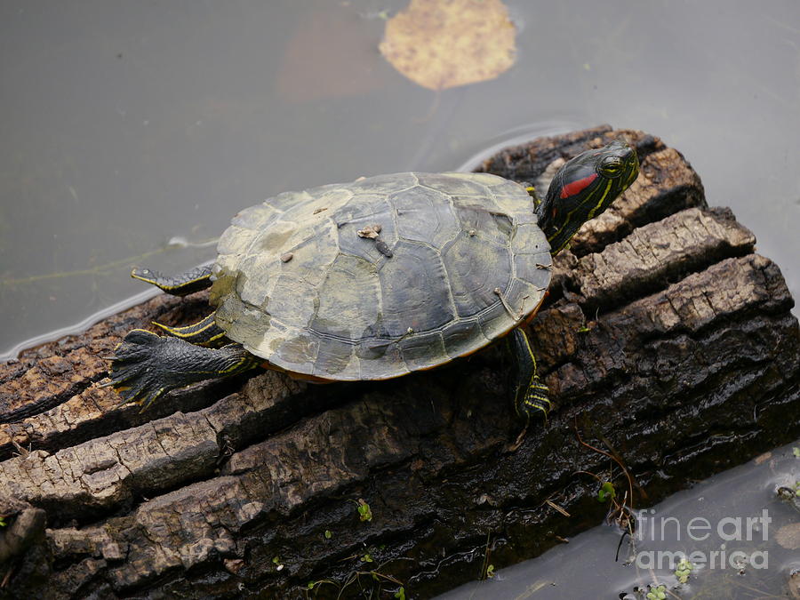 Turtle Photograph - Turtle On A Log #1 by Jane Ford
