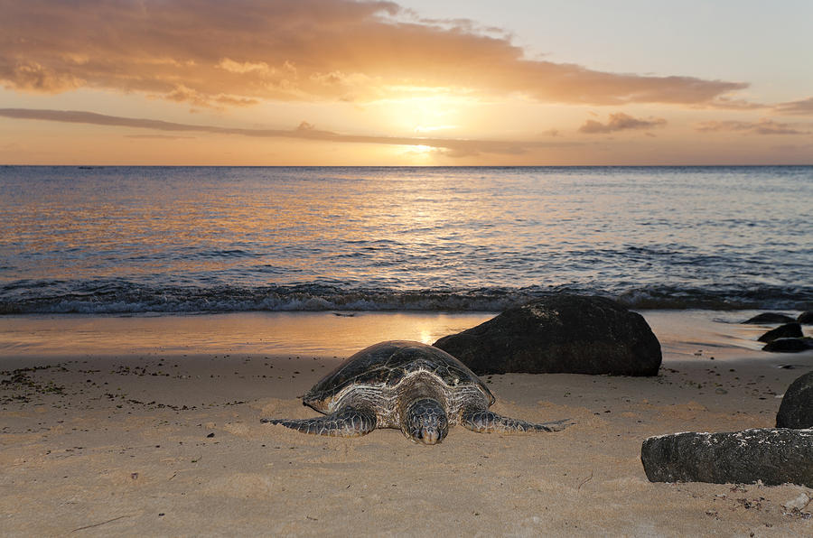 Turtle on Beach #1 Photograph by M Swiet Productions