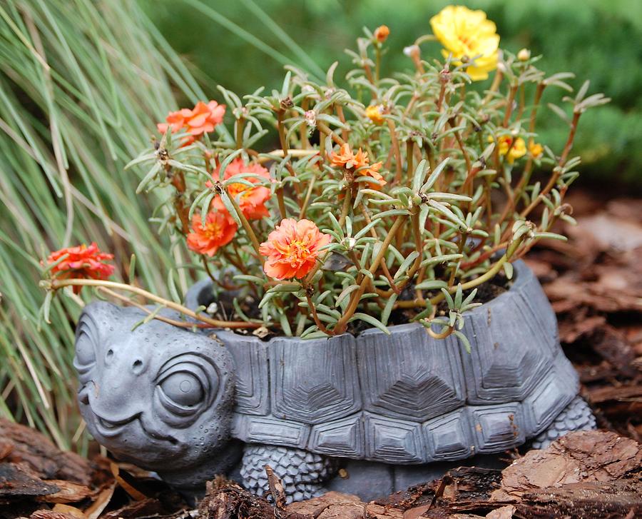 Turtle Planter Photograph by Candy L Hill