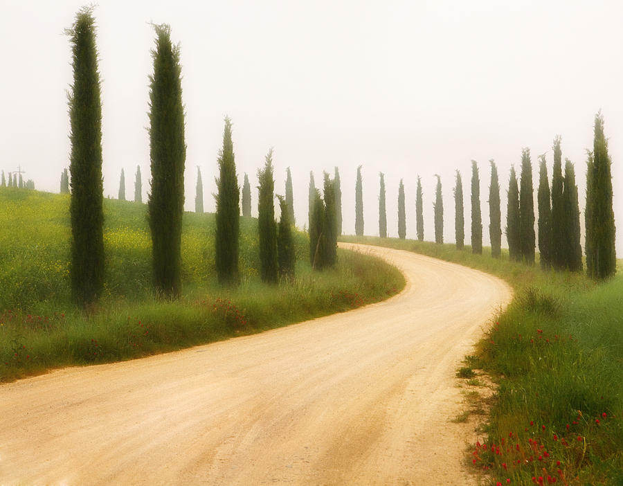 Tuscan Cypress Drive #1 Photograph by Bob Coates