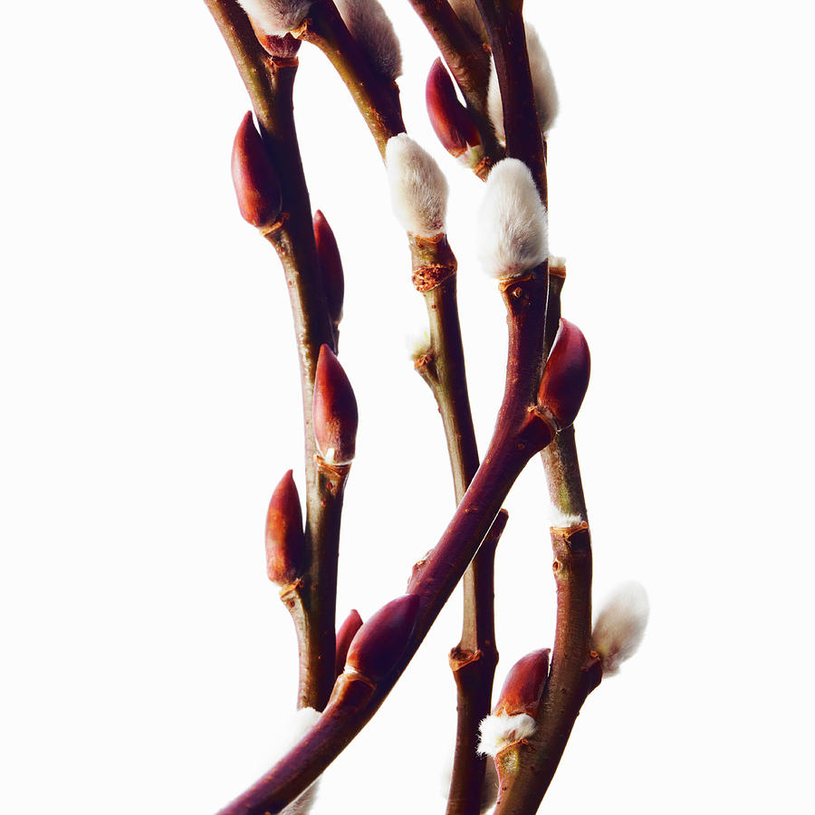 Twigs Of Budding Flowering Shrubs #1 Photograph by Mint Images/ David Arky