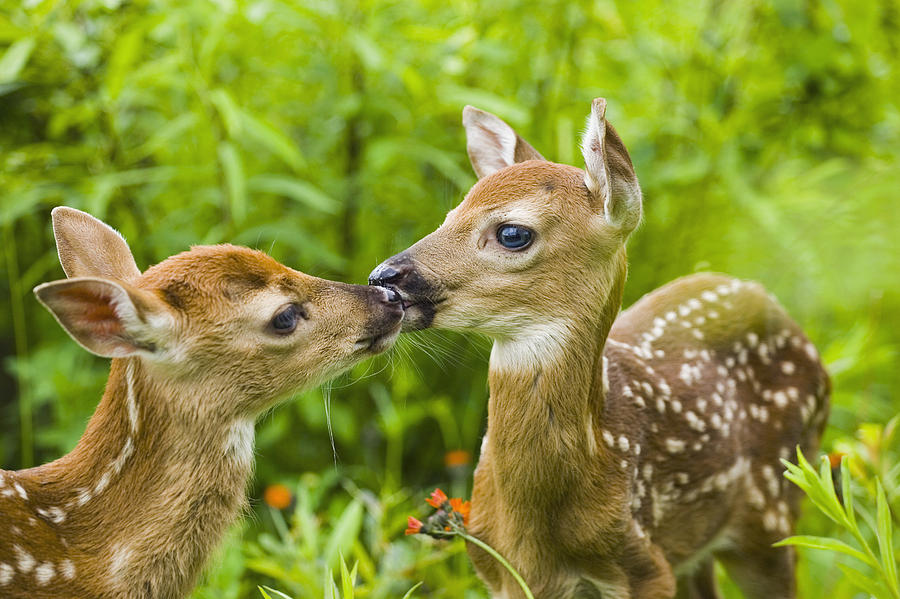 Twin White-tailed Deer Fawns Nuzzling Photograph by Michael DeYoung