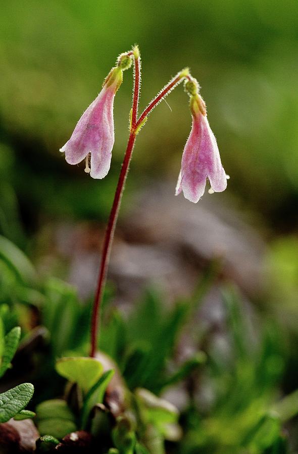 Twinflower (linnaea Borealis) In Flower #1 Photograph by Bob Gibbons/science Photo Library