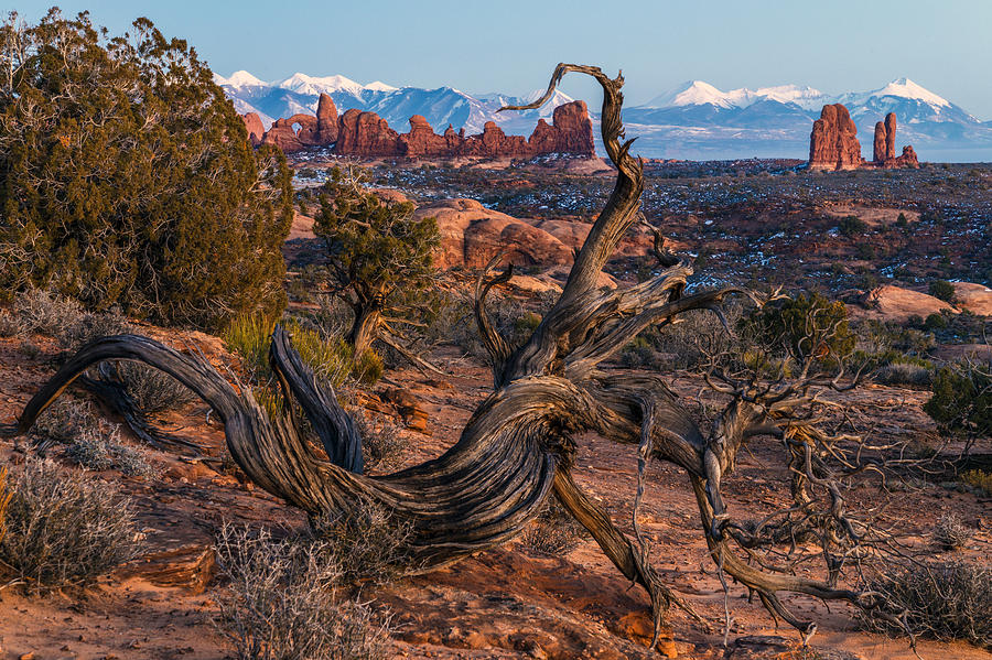 Twisted Desert #1 Photograph by Dustin LeFevre