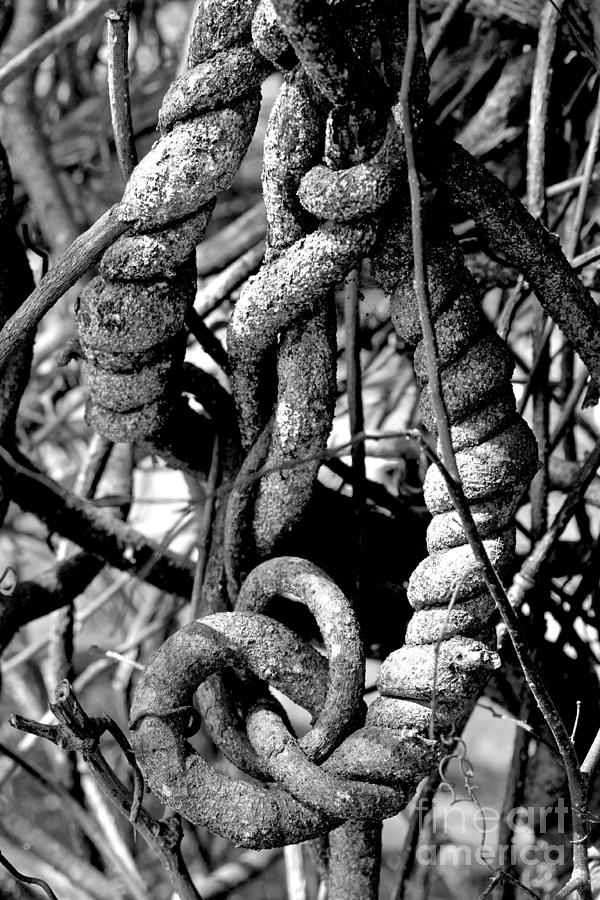 Black And White Photograph - Twisted  #1 by Diana Black