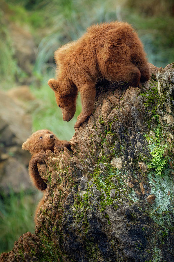 Two Bears, Cabarceno, Cantabria, Spain #1 Photograph by Sergio Saavedra -  Fine Art America