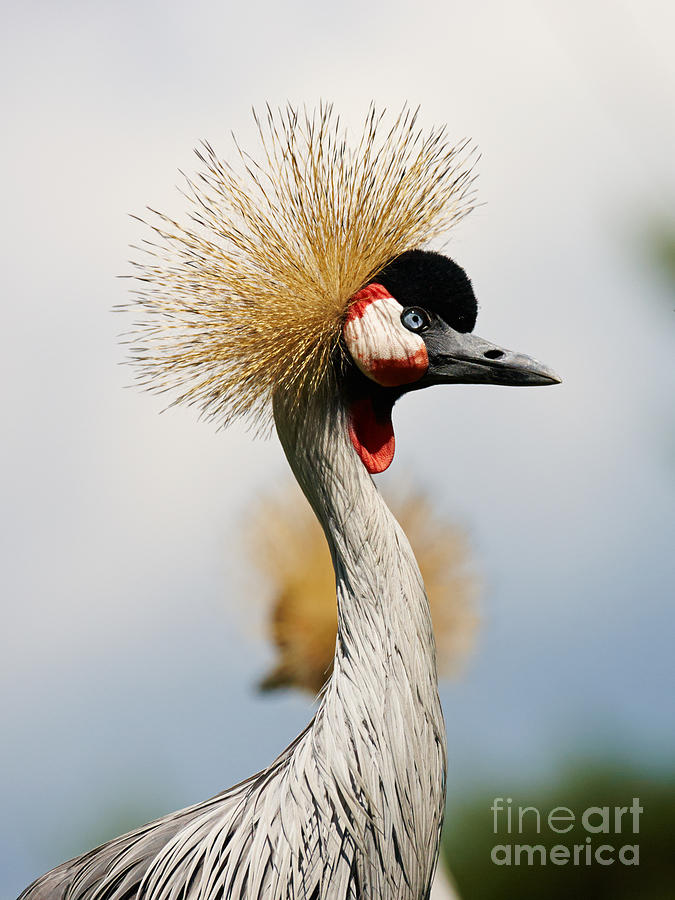 Two Black Crowned Cranes Photograph
