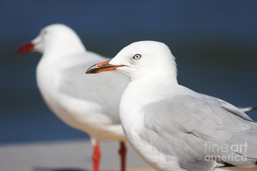 Two Boardwalk Gulls #1 Photograph by Jorgo Photography