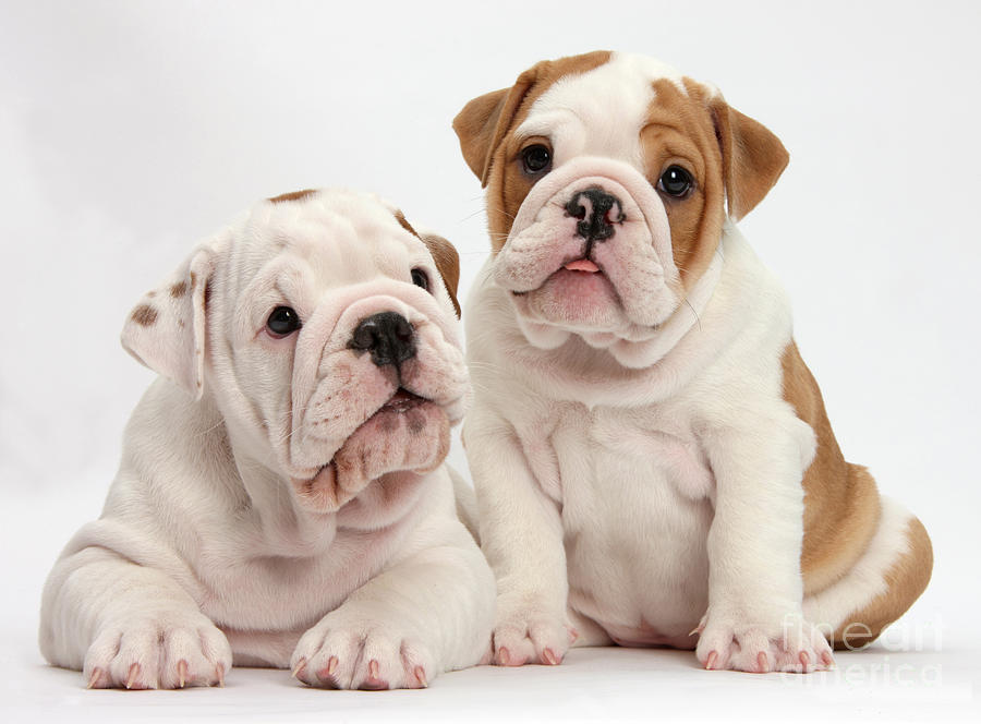 Two Bulldog Puppies Photograph by Mark Taylor - Fine Art America