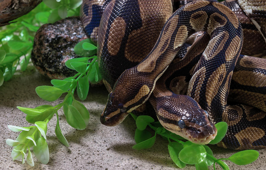 Burmese Python Photograph - Two Burmese Pythons Python Bivittatus #1 by Panoramic Images