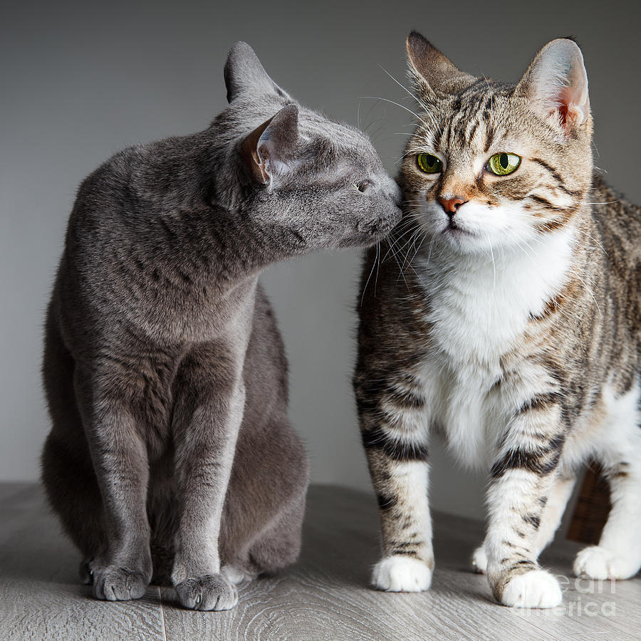 Cat Photograph - Two Cats #1 by Nailia Schwarz