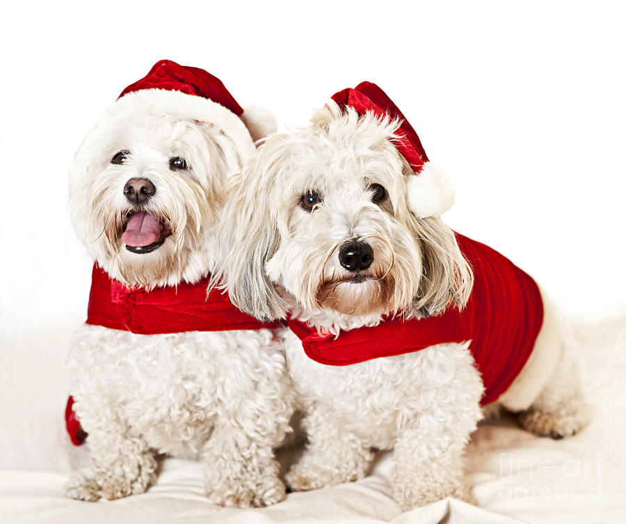 Two cute dogs in santa outfits 1 Photograph by Elena Elisseeva
