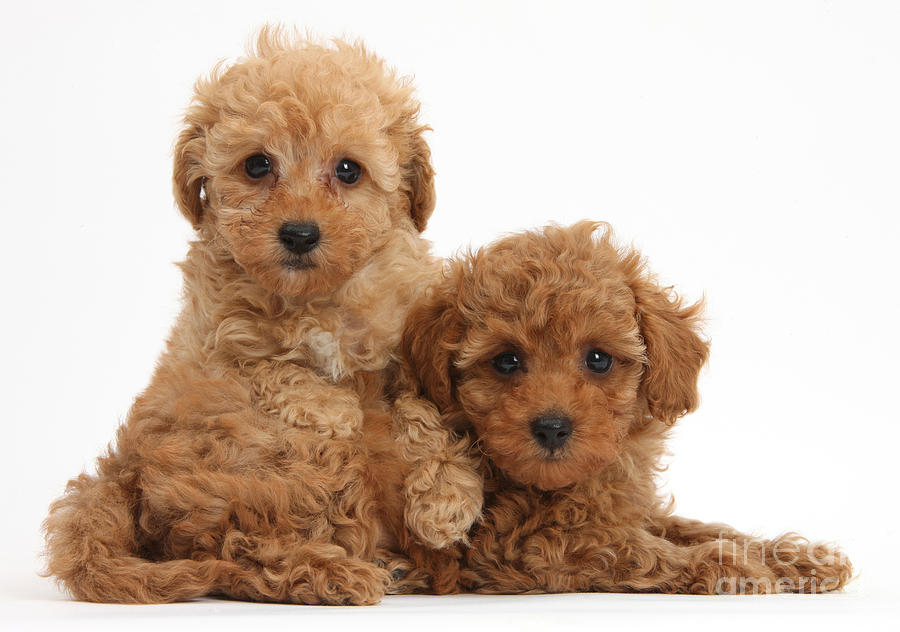 Nature Photograph - Two Cute Red Toy Poodle Puppies #1 by Mark Taylor