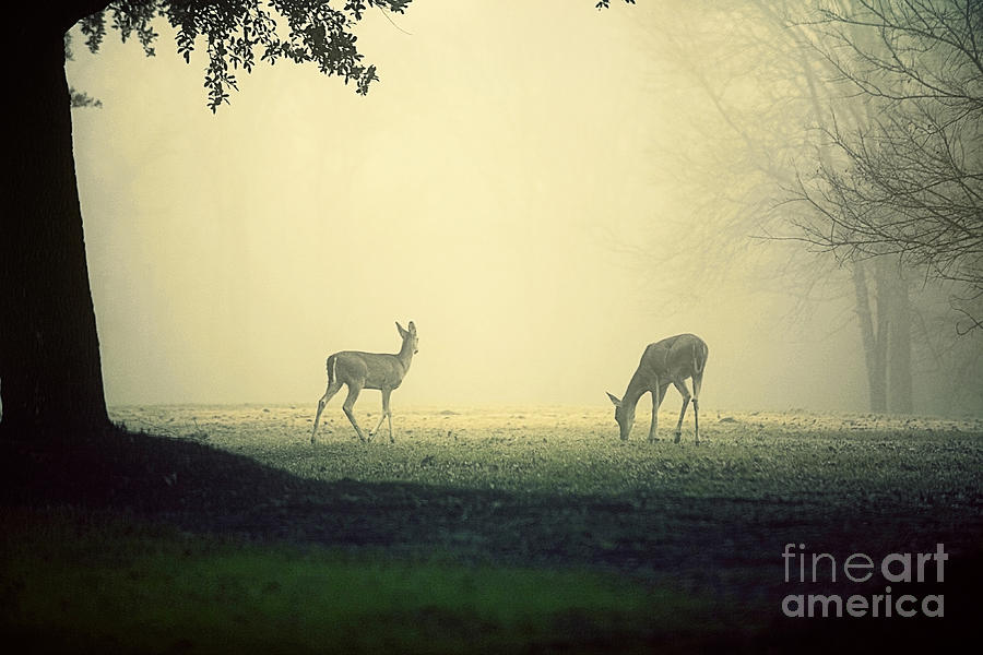 Deer Photograph - Two Deer on Green by Katya Horner