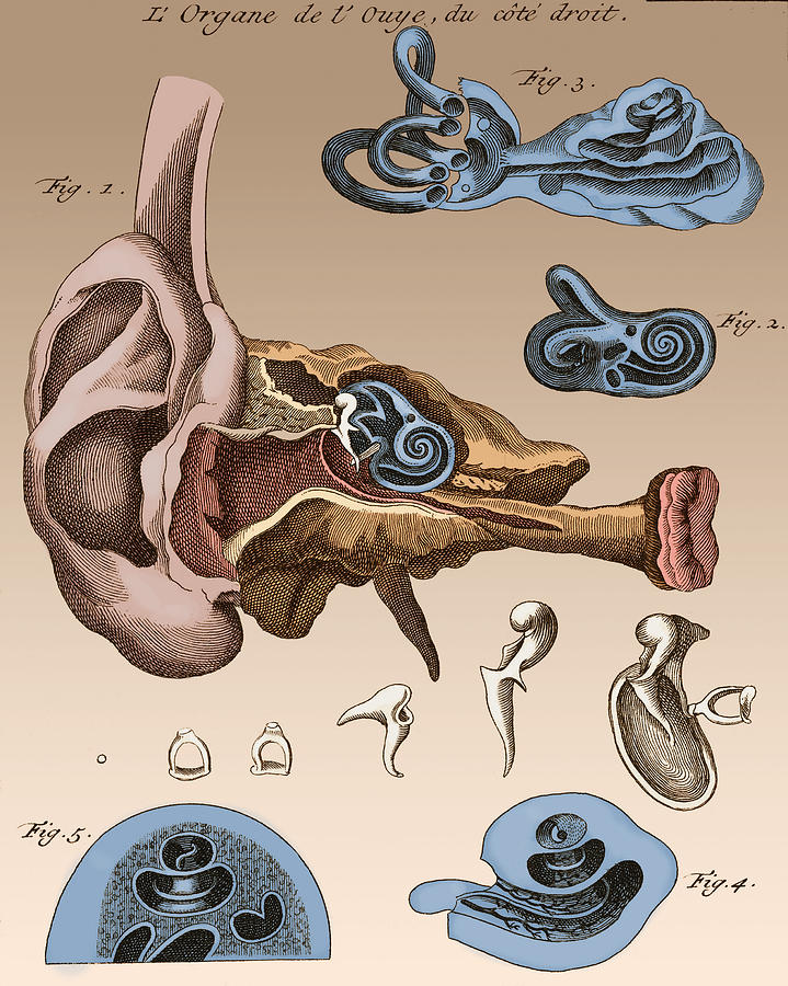 Two Diagrams Of Ear, 1744 #2 Photograph by Wellcome Images