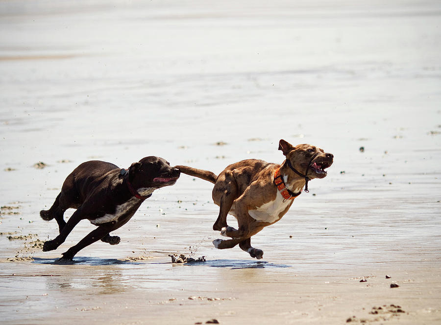 Beach Photograph - Two Dogs Chase Each Other At A Beach #1 by Chris Bennett