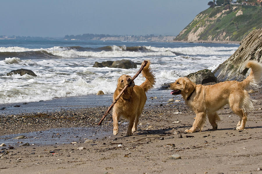 Dog Photograph - Two Golden Retrievers Playing #1 by Zandria Muench Beraldo