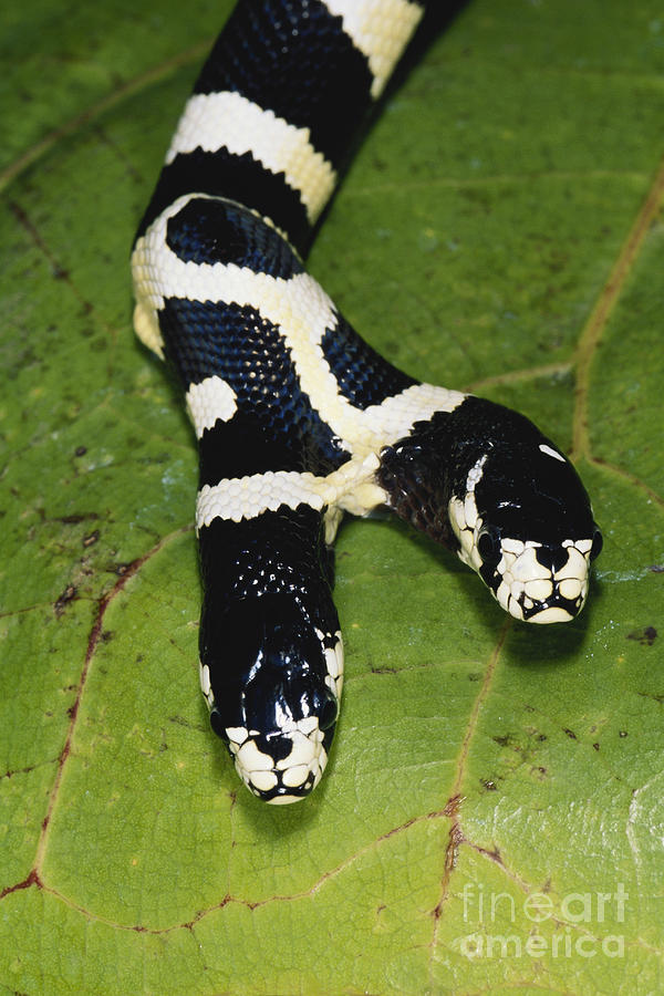 Two-headed King Snake #1 Photograph by Gregory G. Dimijian, M.D.