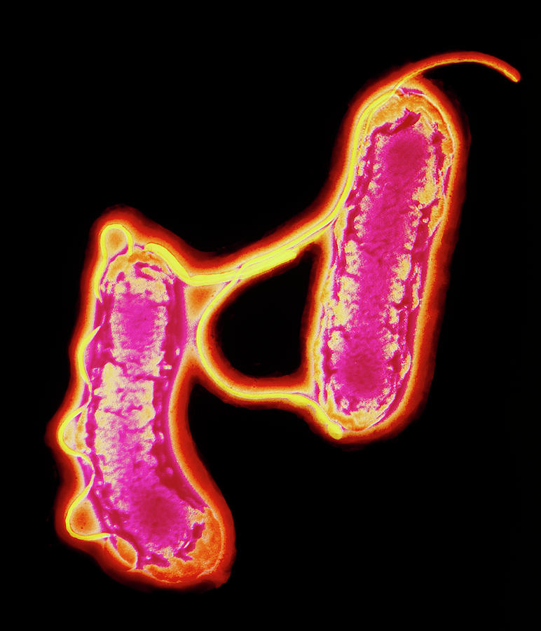 Helicobacter Pylori Photograph - Two Helicobacter Pylori Bacteria #1 by A.b. Dowsett/science Photo Library