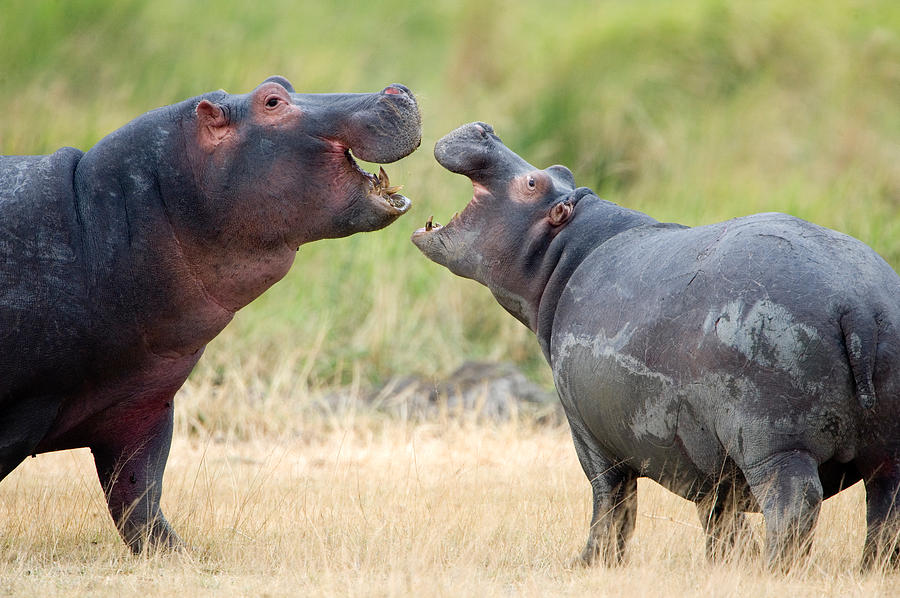 Hippopotamus Photograph - Two Hippopotamuses Hippopotamus #1 by Panoramic Images