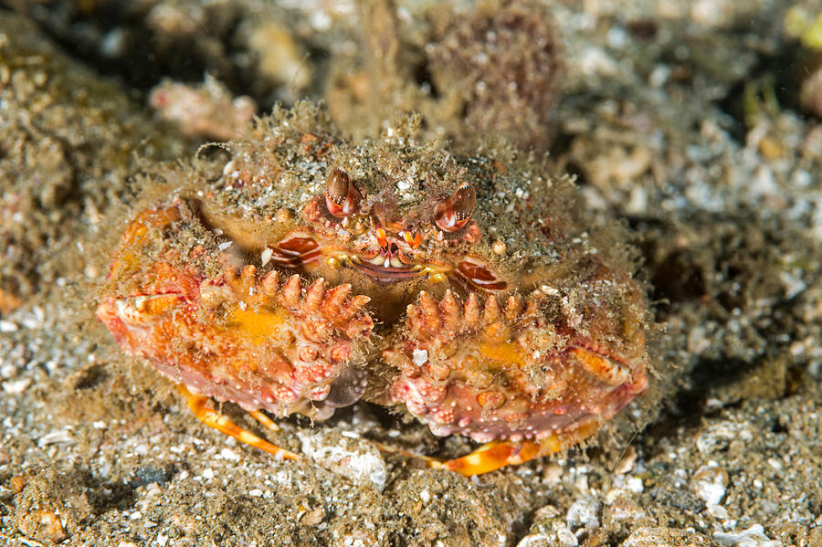 Two Horn Box Crab #1 Photograph by Andrew J. Martinez