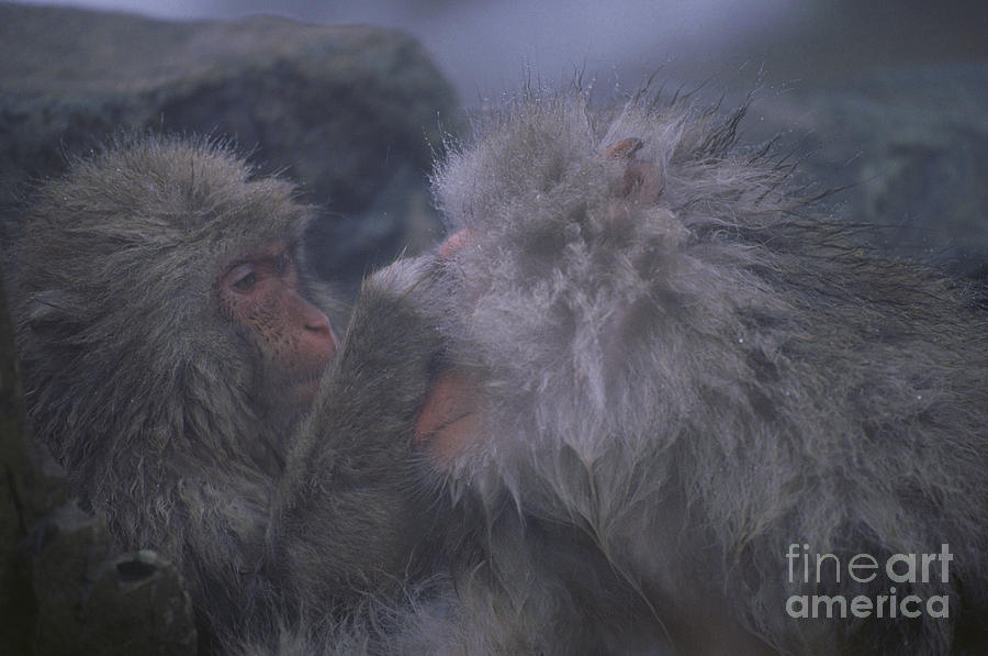 Two Japanese Macaque #1 Photograph by Art Wolfe