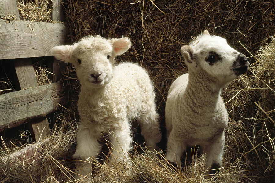 Two Lambs #1 Photograph by John Daniels