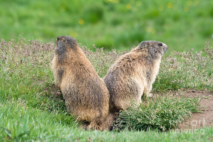 Two Marmots #1 Photograph by Antonio Scarpi