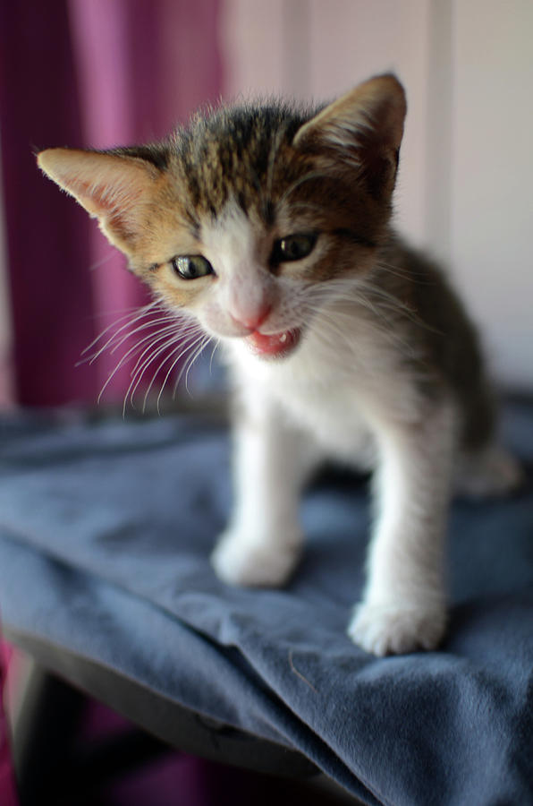 Month Kitten Ubicaciondepersonas cdmx gob mx