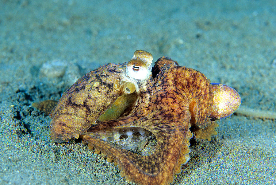 Two Octopi Mating #1 Photograph by Andrew J. Martinez