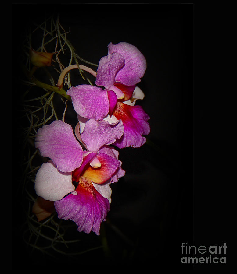 Flower Photograph - Two Orchids #1 by Judi Bagwell