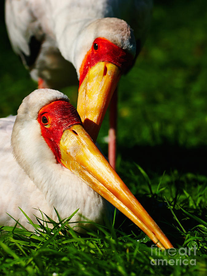 Two Painted Storks #1 Photograph by Nick  Biemans