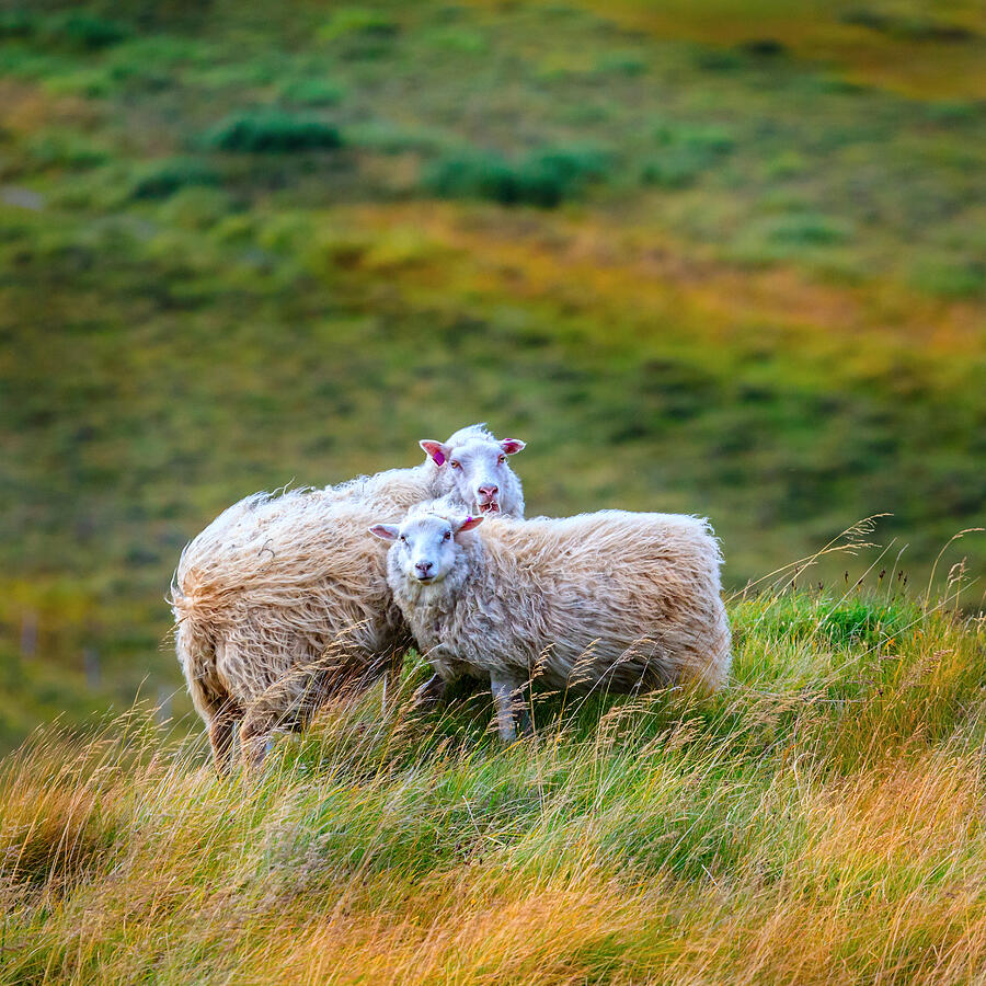 Nature Photograph - Free range sheep in Iceland by Alexey Stiop
