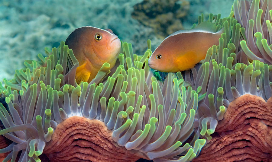 Fish Photograph - Two Skunk Anemone Fish And Indian Bulb #1 by Panoramic Images