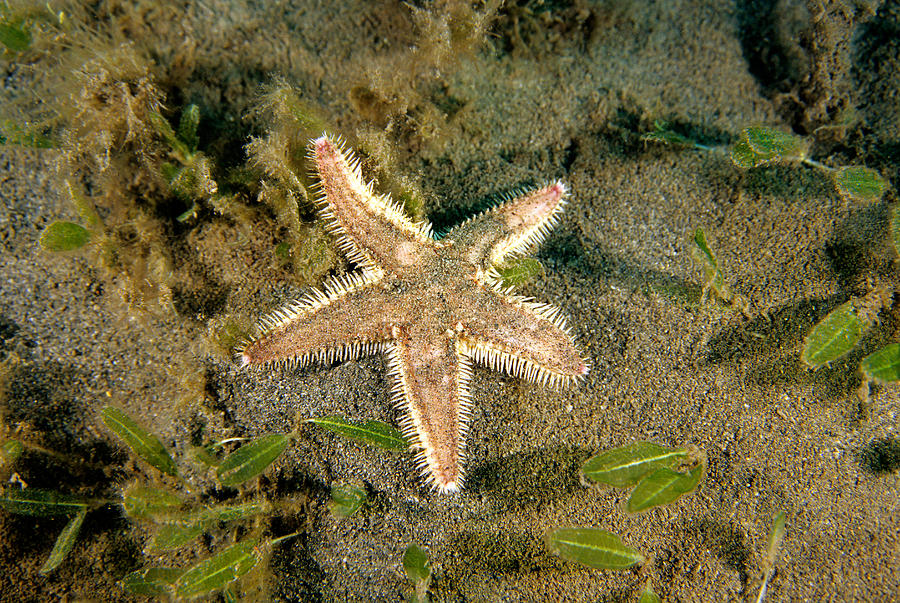 Two-spined Sea Star #1 Photograph by Andrew J. Martinez