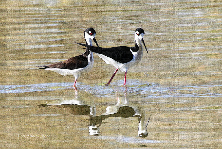 Two Stilts At The Pond #1 Photograph by Tom Janca