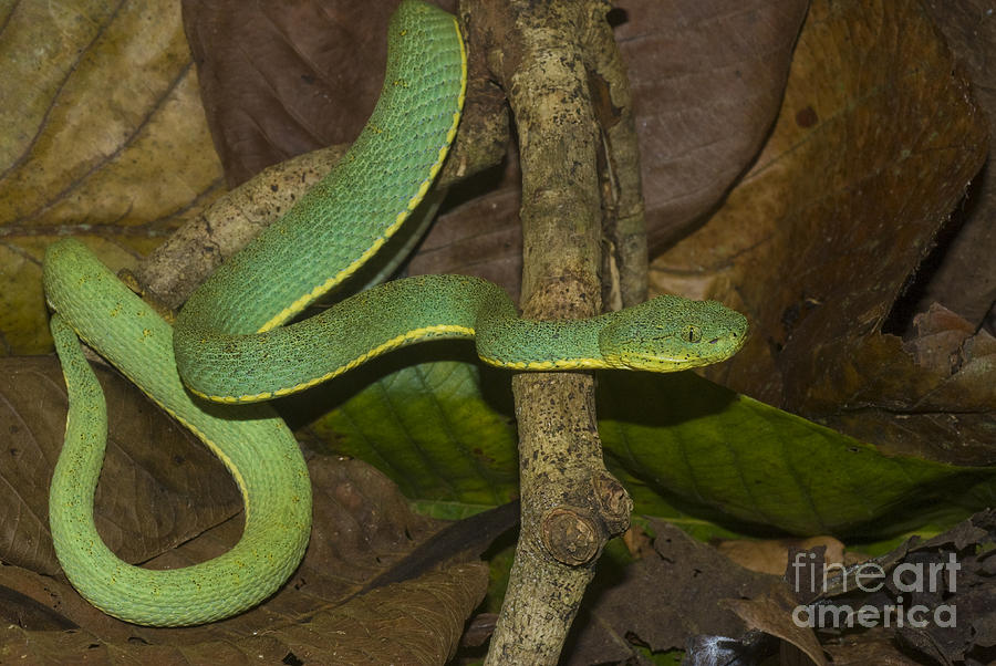 Two-striped Forest Pit Viper #1 Photograph by William H. Mullins