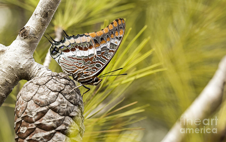 Two-tailed Pasha Charaxes jasius #1 Photograph by Alon Meir