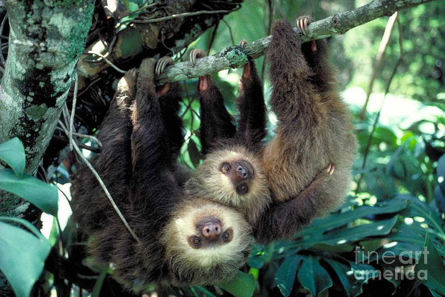 Animal Photograph - Two-toed Sloths #1 by Gregory G. Dimijian