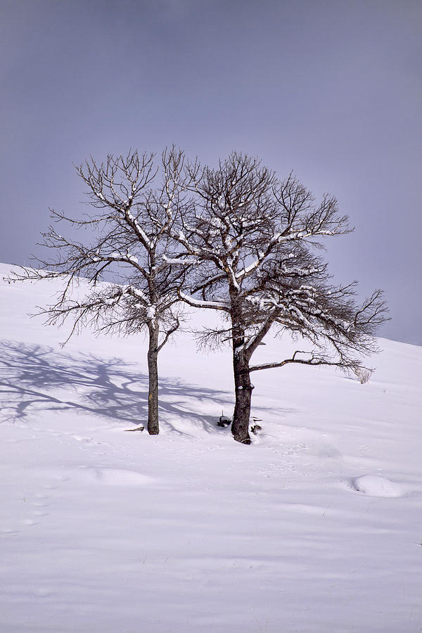 Two Trees #1 Photograph by Richard Verkuyl
