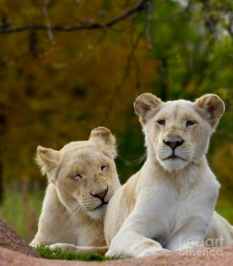 Wildlife Photograph - Two white lions #1 by Les Palenik
