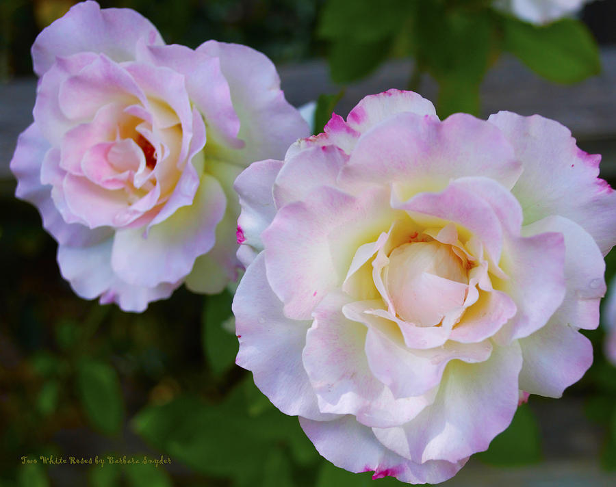Still Life Digital Art - Two White Roses by Floyd Snyder