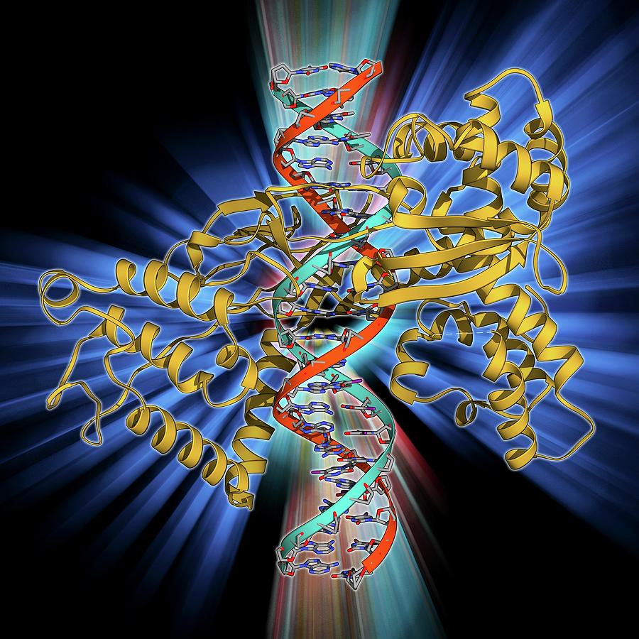 Alpha Helix Photograph - Type I Topoisomerase Bound To Dna #1 by Laguna Design