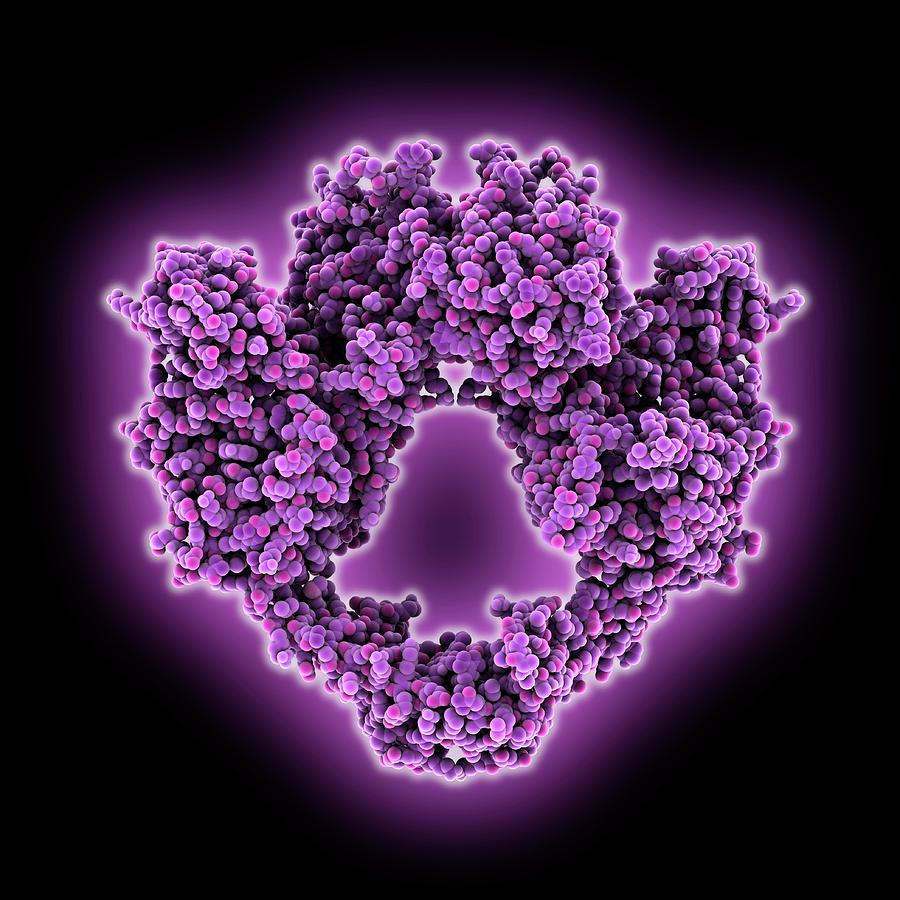 Type II Topoisomerase Molecule Photograph by Laguna Design - Pixels