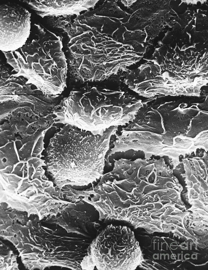 Typical Animal Cells Sem Photograph By David M Phillips Fine Art