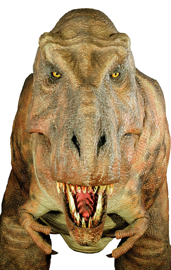 Tyrannosaurus Rex Model #1 Photograph by Natural History Museum, London/science Photo Library