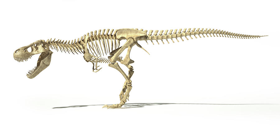 trex skeleton for sale