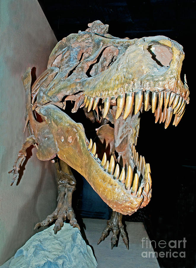 Tyrannosaurus Rex Skeleton #1 Photograph by Millard H. Sharp