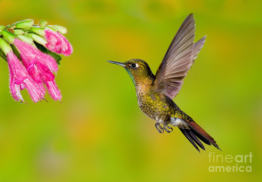 Tyrian Metaltail Hummingbird #1 Photograph by Anthony Mercieca